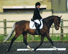 Dressage